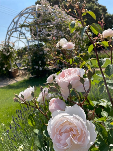 The Cottage Garden at Jordans Courtyard